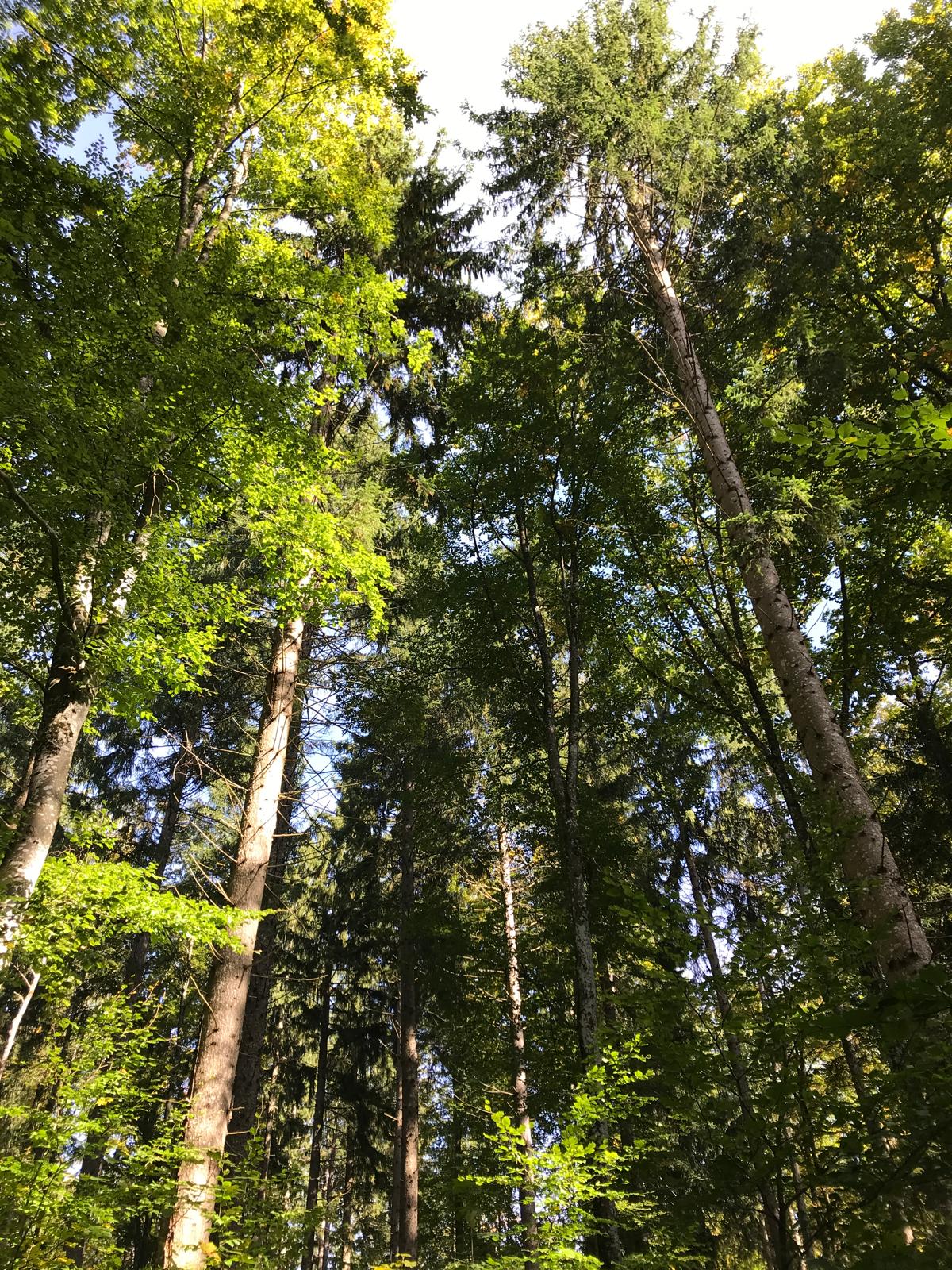 Petits pas curieux dans le bois de Bouleyres